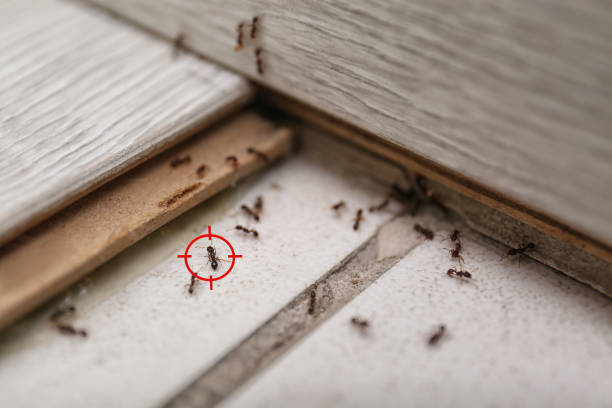 Best Bed Bug Extermination  in Montague, MI